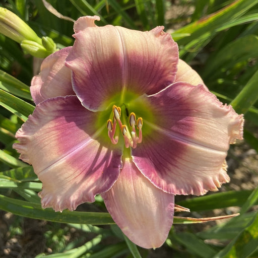 Misty Isle Daylily from Oakes Daylilies