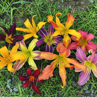 Mixed Spiders Collection from Oakes Daylilies