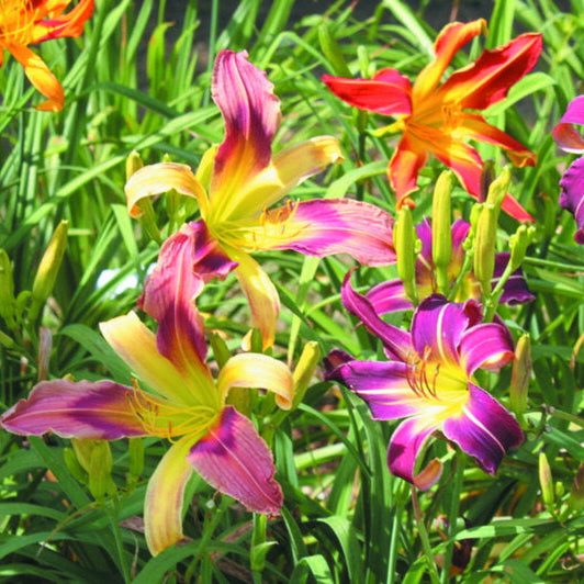 Mixed Spider Daylilies from Oakes Daylilies