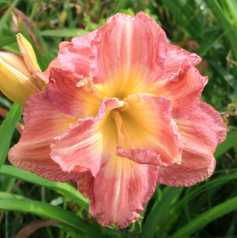 Modern Marvel Daylily from Oakes Daylilies