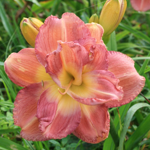 Modern Marvel Daylily from Oakes Daylilies