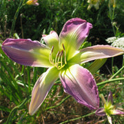 Moon Ladder Daylily from Oakes Daylilies