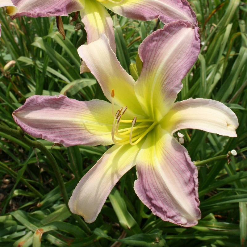 Moon Ladder Daylily from Oakes Daylilies