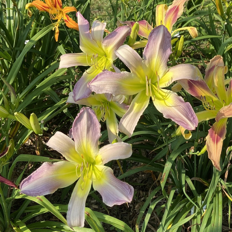 Moon Ladder Daylily from Oakes Daylilies
