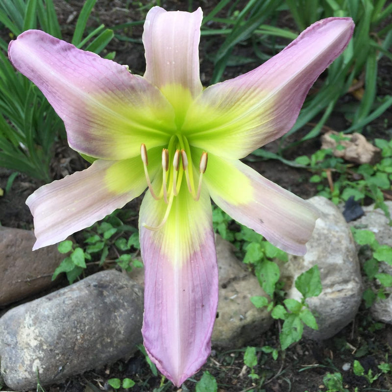 Moon Ladder Daylily from Oakes Daylilies
