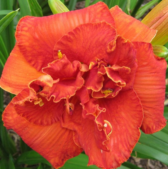 Moses' Fire Daylily |Unique Red Double | Oakes Daylilies