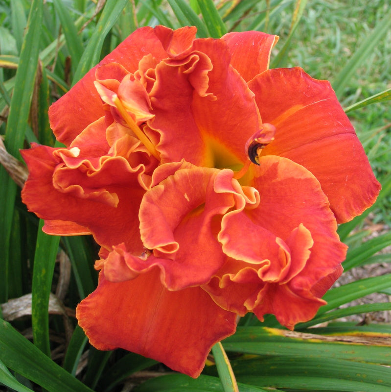 Moses' Fire Daylily |Unique Red Double | Oakes Daylilies