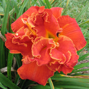 Moses' Fire Daylily from Oakes Daylilies