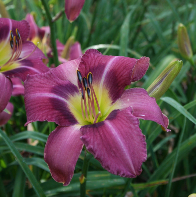 Mountain Violet Daylily from Oakes Daylilies