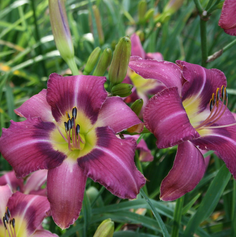 Mountain Violet Daylily from Oakes Daylilies