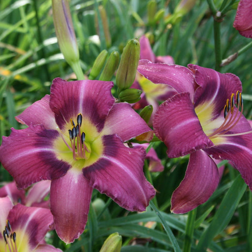 Mountain Violet Daylily from Oakes Daylilies