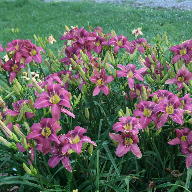 Mountain Violet Daylily from Oakes Daylilies