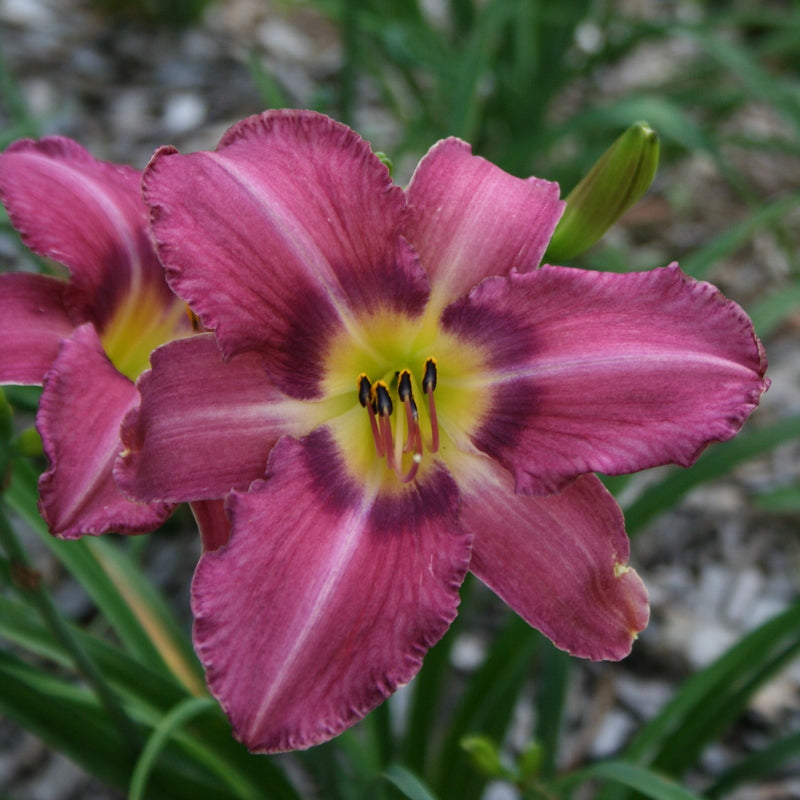 Mountain Violet Daylily from Oakes Daylilies