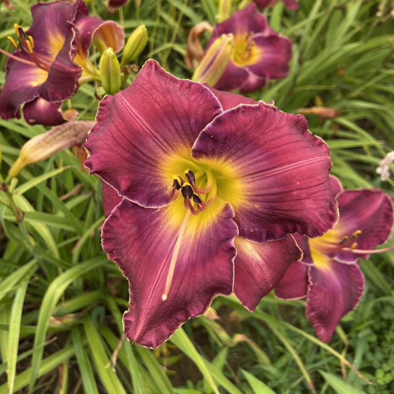 Mulberry Moi Daylily | Mid-Sized Perfection | Oakes Daylilies