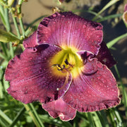 Mulberry Moi Daylily from Oakes Daylilies