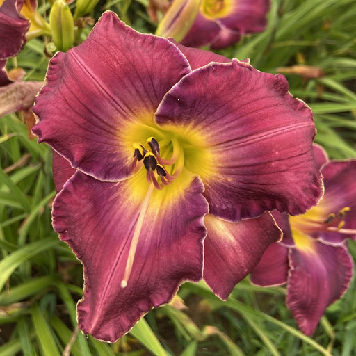 Mulberry Moi Daylily from Oakes Daylilies