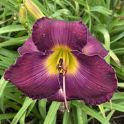 Mulberry Moi Daylily from Oakes Daylilies