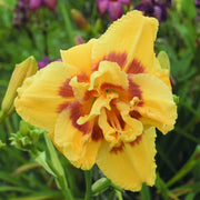 My Side of the Mountain Daylily from Oakes Daylilies
