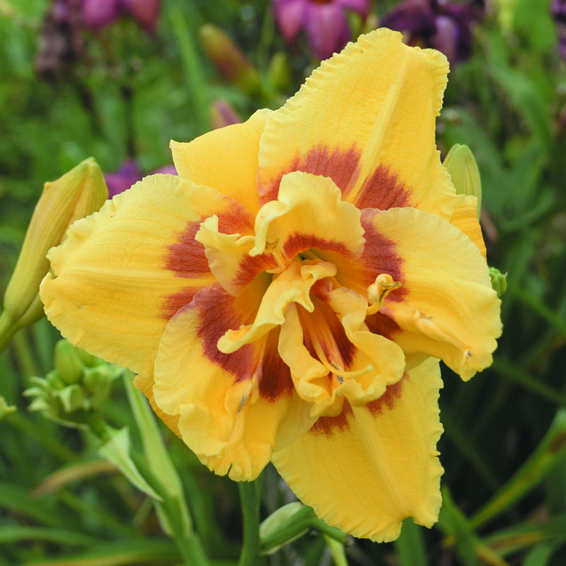 My Side of the Mountain Daylily from Oakes Daylilies