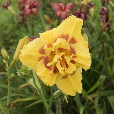My Side of the Mountain Daylily from Oakes Daylilies