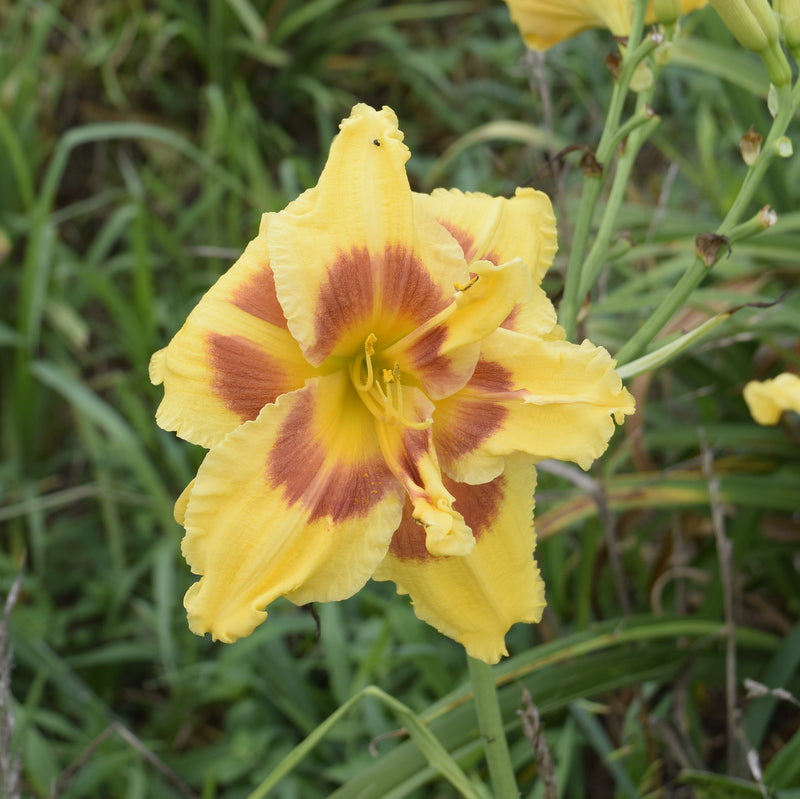 My Side of the Mountain Daylily from Oakes Daylilies