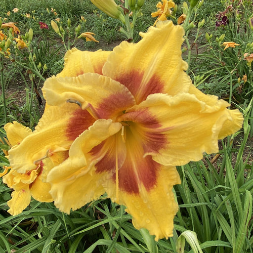 My Side of the Mountain Daylily from Oakes Daylilies