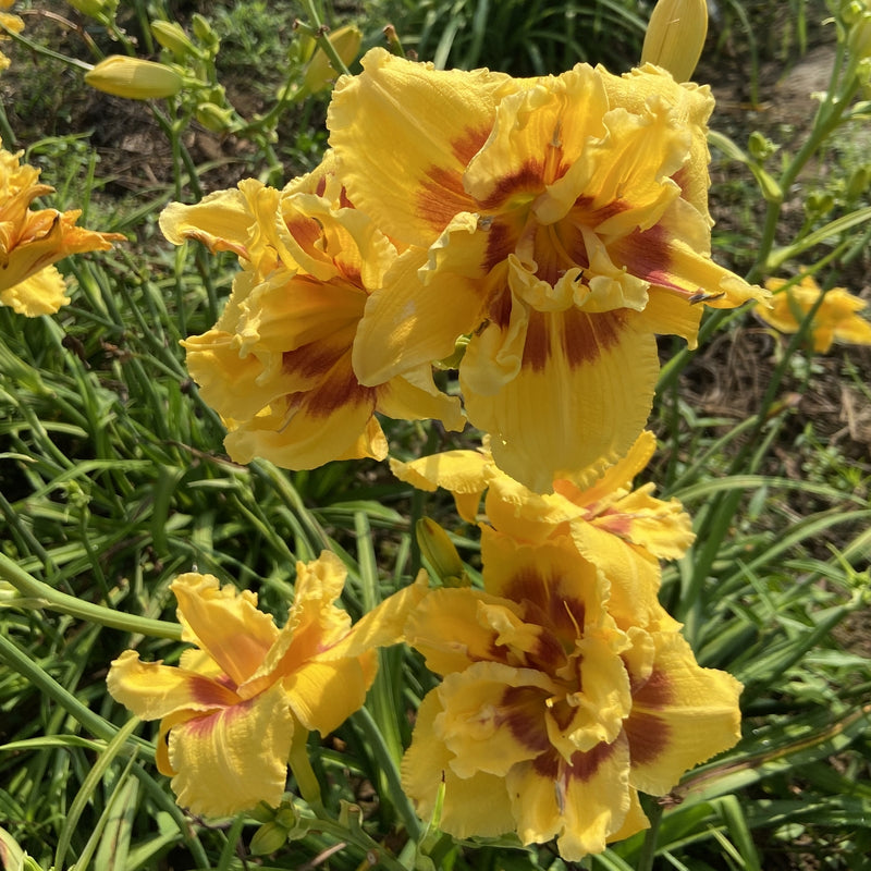 My Side of the Mountain Daylily from Oakes Daylilies