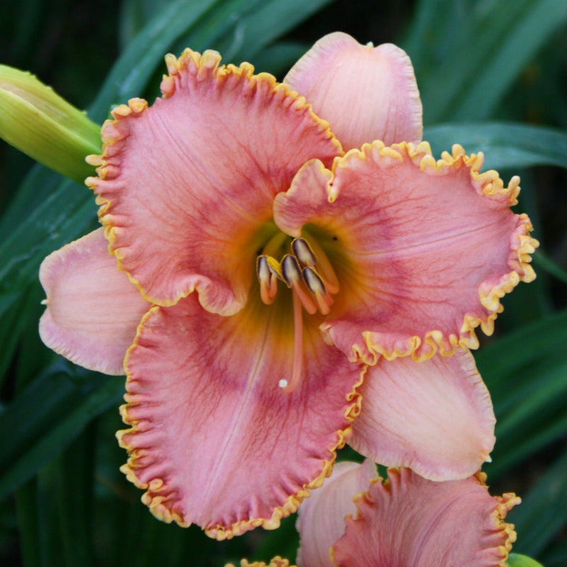 Myth and Magic Daylily from Oakes Daylilies