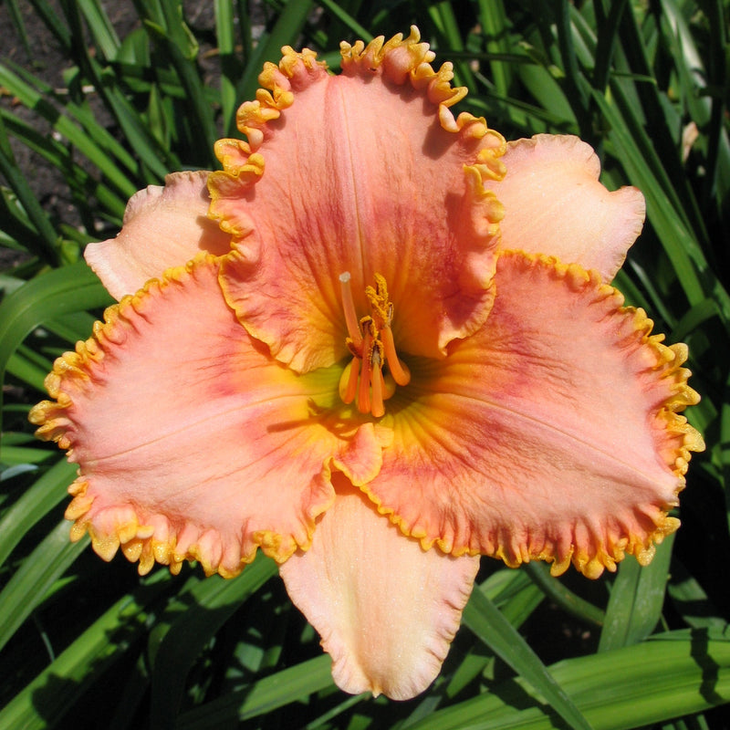 Myth and Magic Daylily from Oakes Daylilies