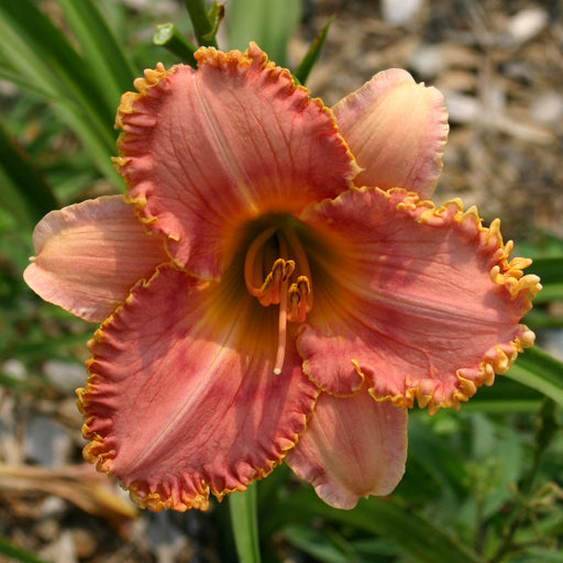 Myth and Magic Daylily from Oakes Daylilies
