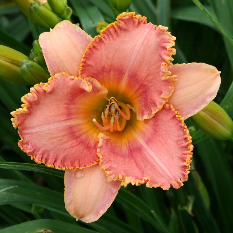Myth and Magic Daylily from Oakes Daylilies