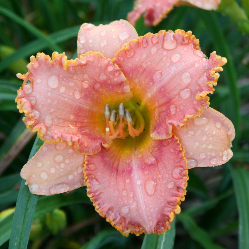 Myth and Magic Daylily from Oakes Daylilies
