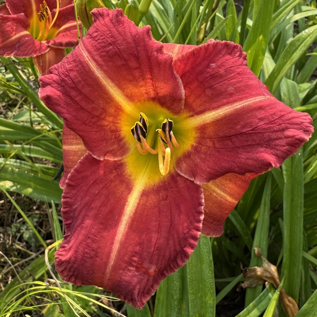Nature Boy Daylily| Delightful Rebloomer | Oakes Daylilies