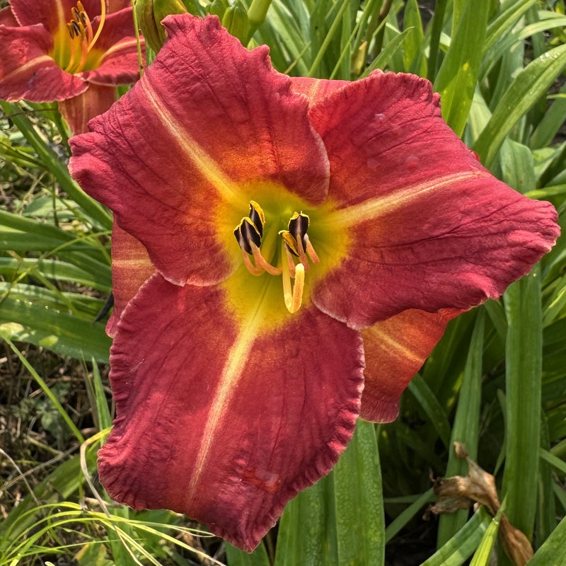 Nature Boy Daylily from Oakes Daylilies