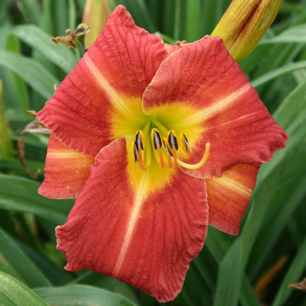 Nature Boy Daylily| Delightful Rebloomer | Oakes Daylilies
