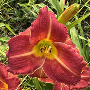 Nature Boy Daylily from Oakes Daylilies