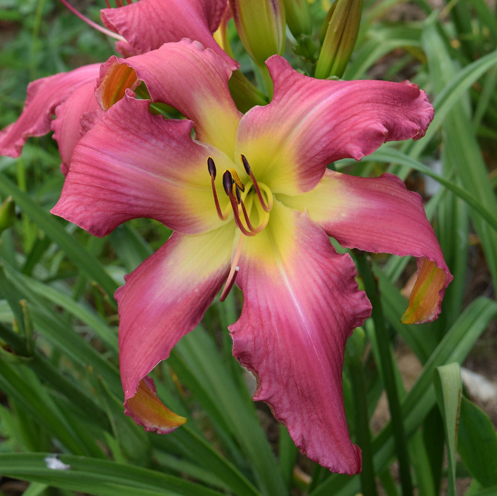 Neon Flamingo Daylily| Hypnotic Blooms | Oakes Daylilies