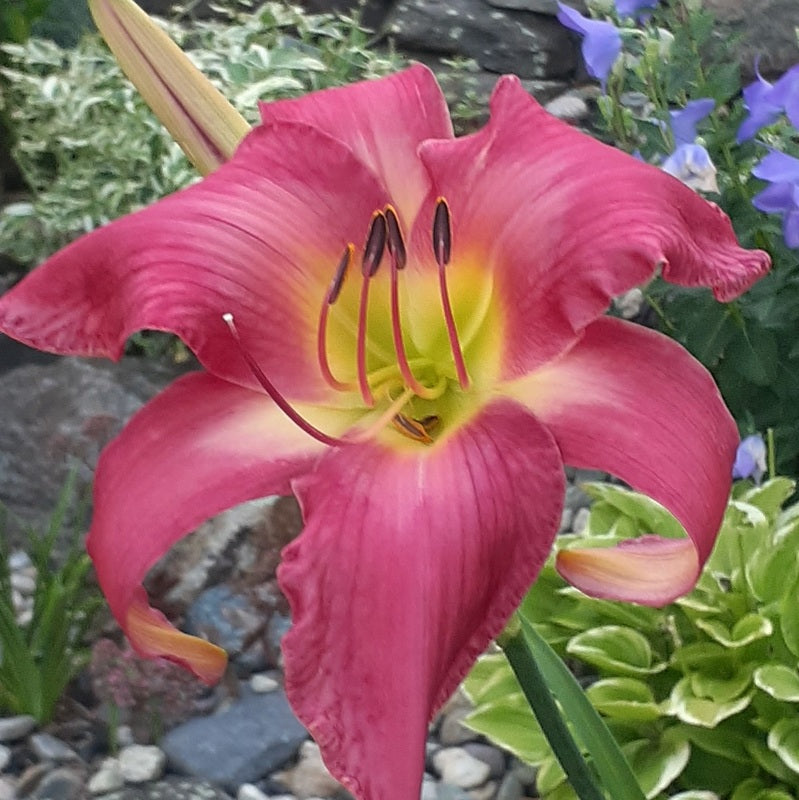 Neon Flamingo Daylily from Oakes Daylilies