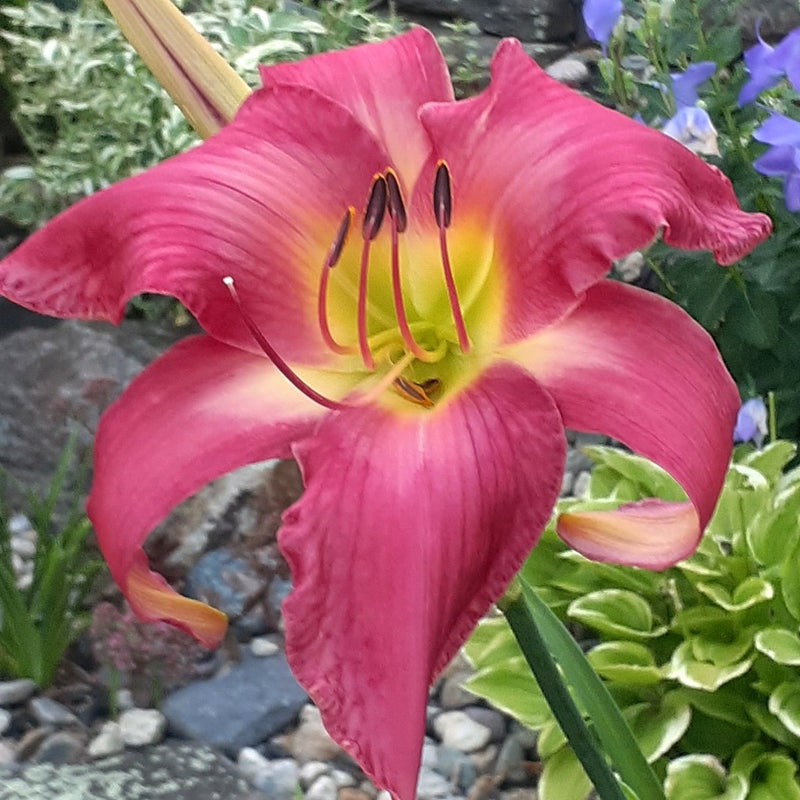 Neon Flamingo Daylily from Oakes Daylilies