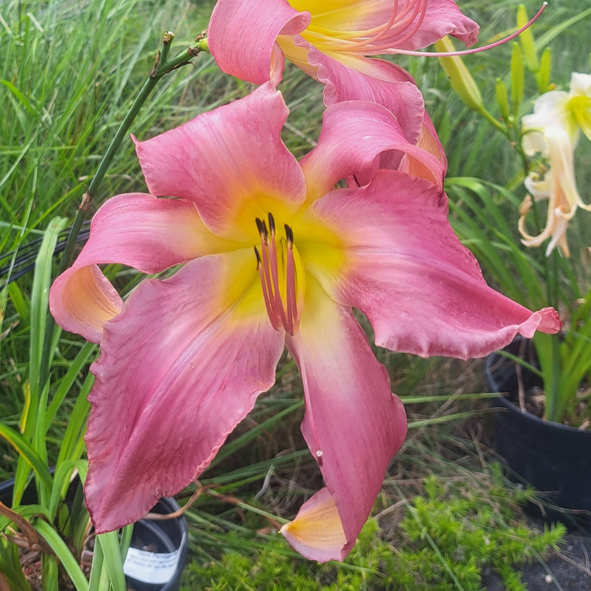 Neon Flamingo Daylily| Hypnotic Blooms | Oakes Daylilies