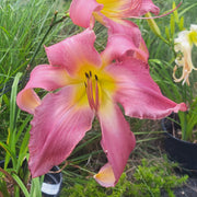 Neon Flamingo Daylily from Oakes Daylilies