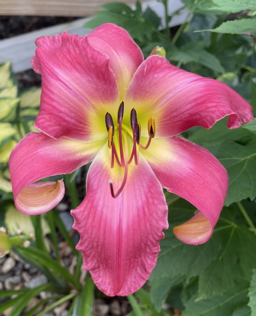 Neon Flamingo Daylily from Oakes Daylilies