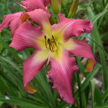 Neon Flamingo Daylily from Oakes Daylilies