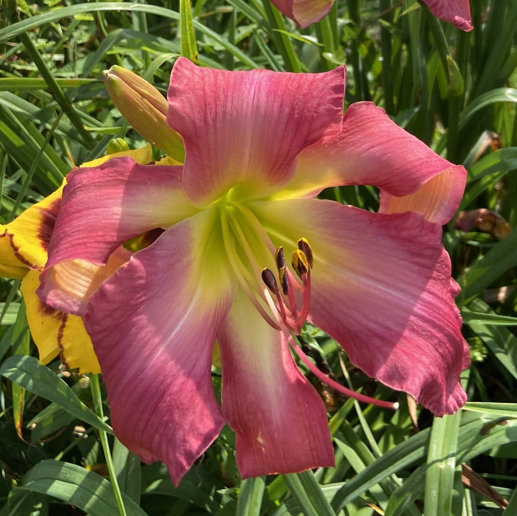 Neon Flamingo Daylily| Hypnotic Blooms | Oakes Daylilies
