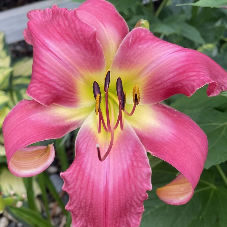 Neon Flamingo Daylily from Oakes Daylilies