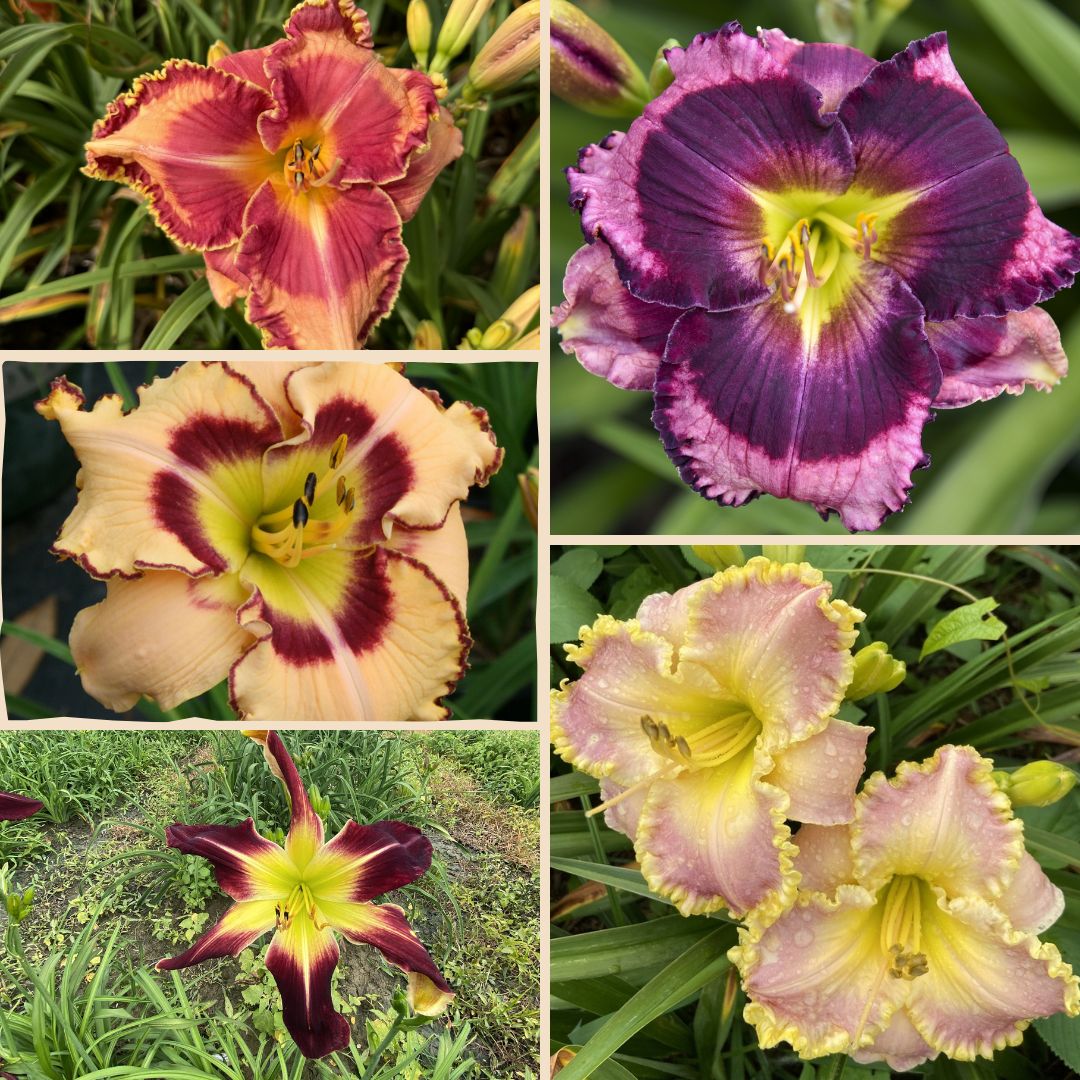 New Daylilies Collection | Some of our Newest Daylilies | Oakes