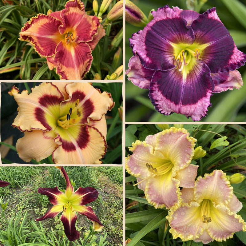 New Daylily Collection from Oakes Daylilies