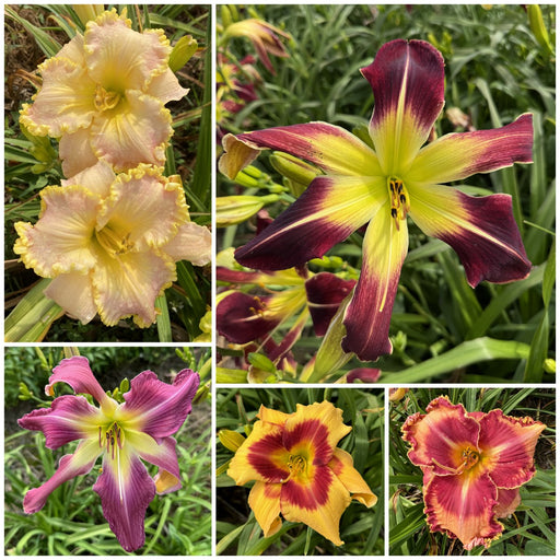 New Daylily Collection for 2026 from Oakes Daylilies