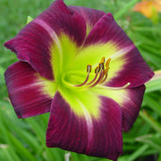Night Beacon Daylily from Oakes Daylilies