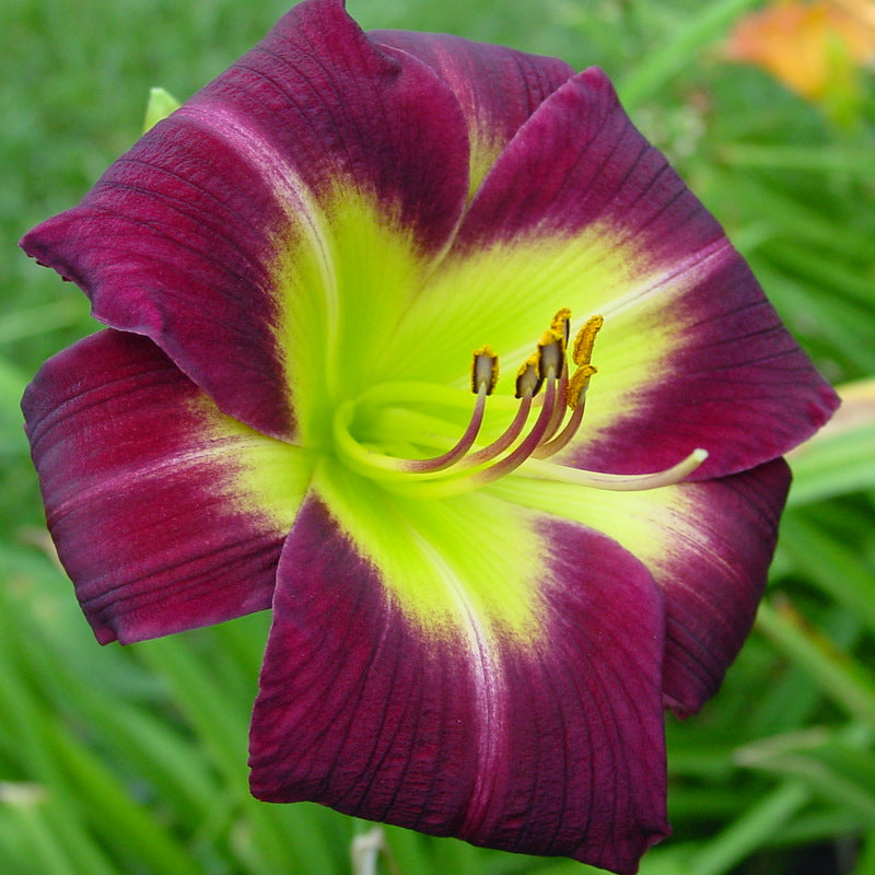 Night Beacon Daylily from Oakes Daylilies
